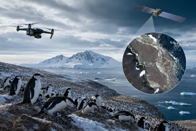 AI-generated editorial illustration for an article about penguins on Zavodovski Island